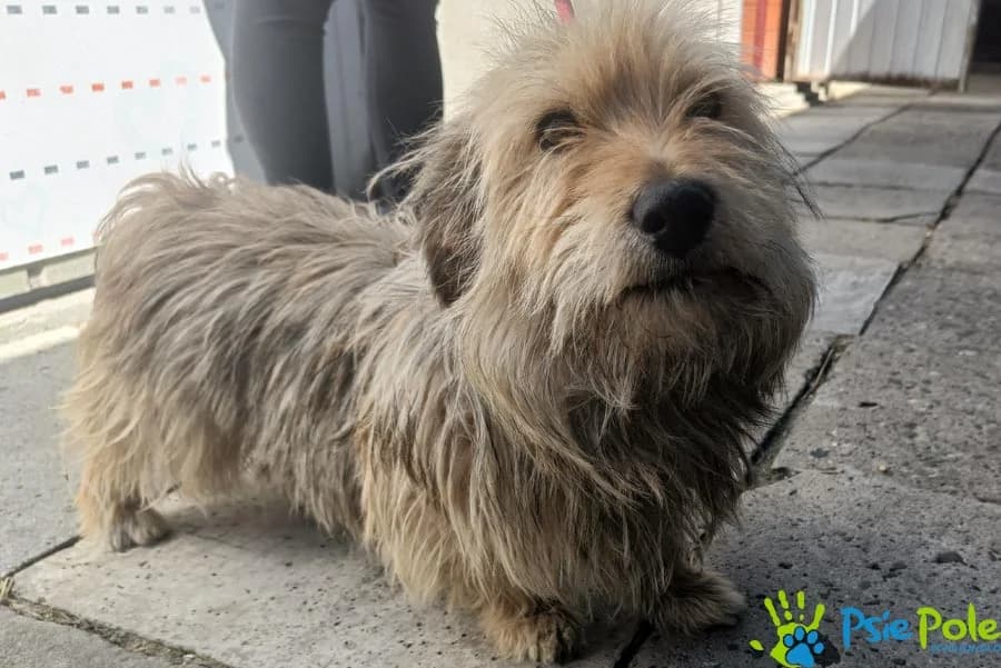 JOHNY, male puppy Mixed Breed for adoption at Schronisko Psie Pole