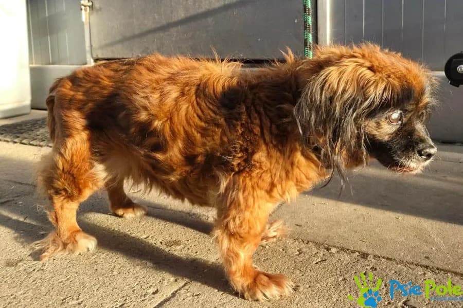 RAMZIK, male senior Mixed Breed for adoption at Schronisko Psie Pole