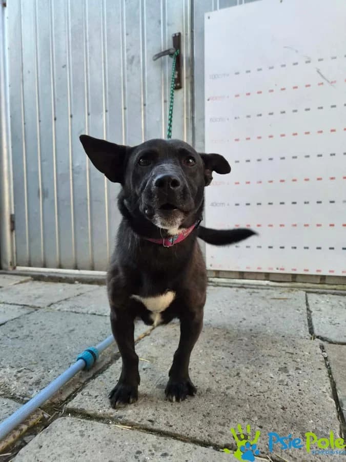 MORTEN, male 3yo Mixed Breed for adoption at Schronisko Psie Pole