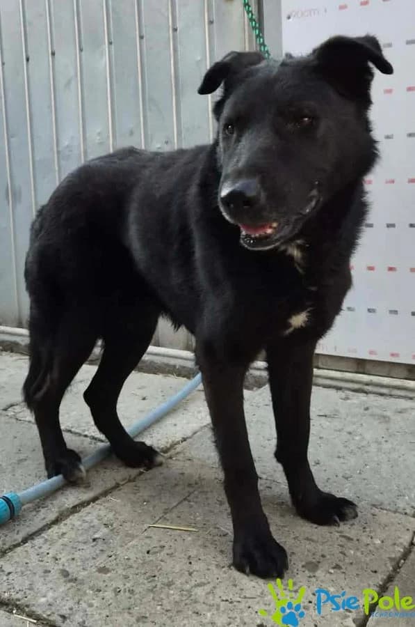 ADAM, male senior Mixed Breed for adoption at Schronisko Psie Pole