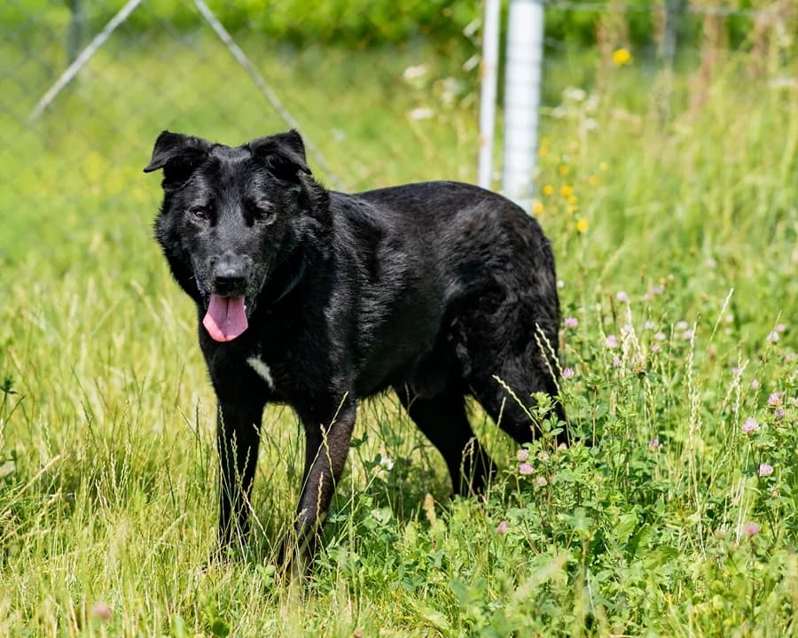 ADAM, male senior Mixed Breed for adoption at Schronisko Psie Pole