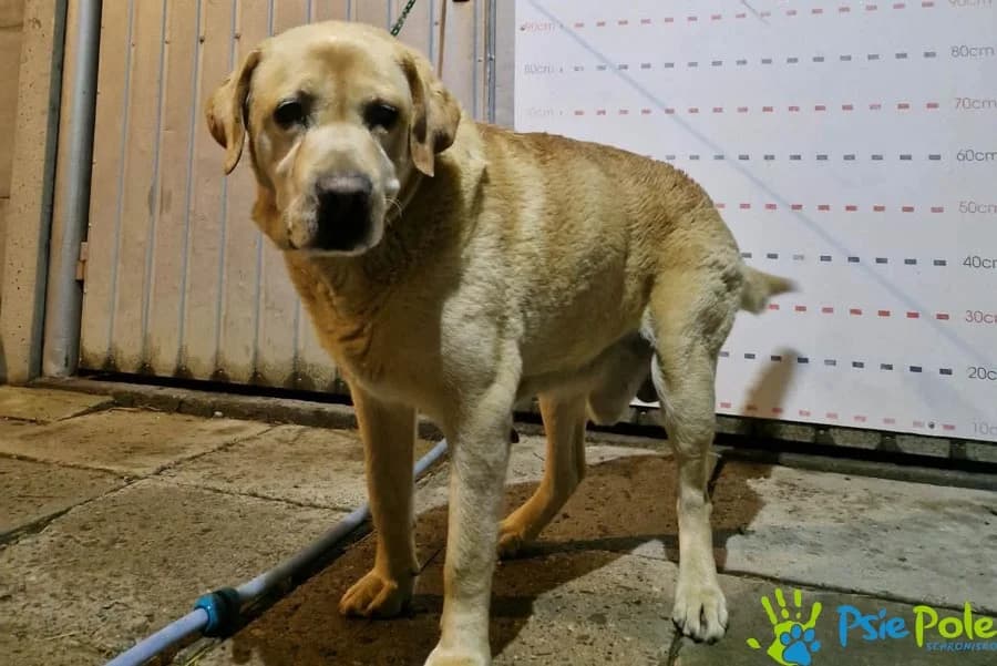 LEONIUSZ, male senior Mixed Breed for adoption at Schronisko Psie Pole