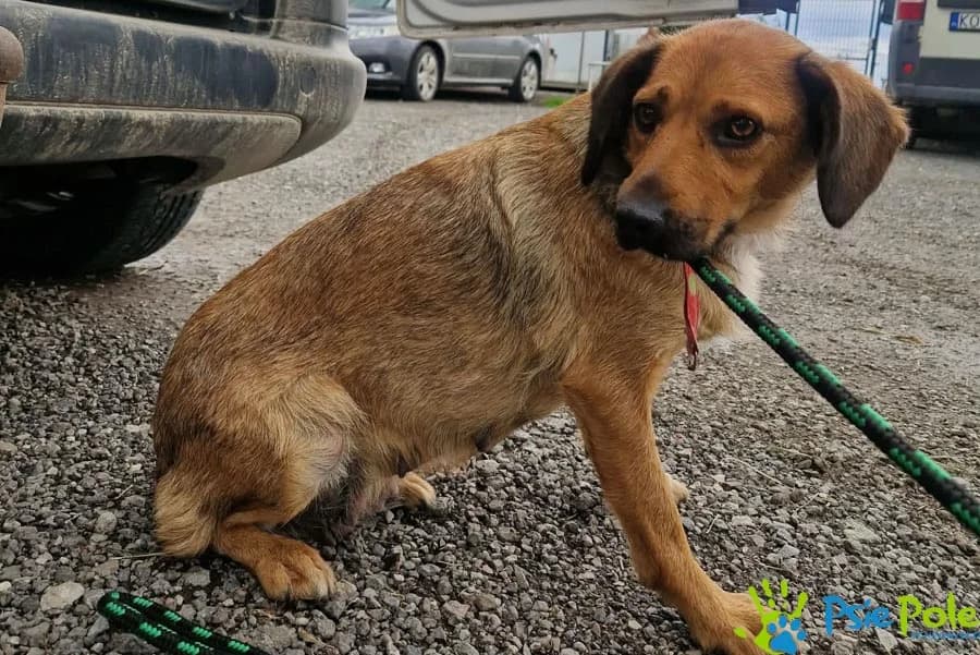 BAJADERKA, female 6yo Mixed Breed for adoption at Schronisko Psie Pole