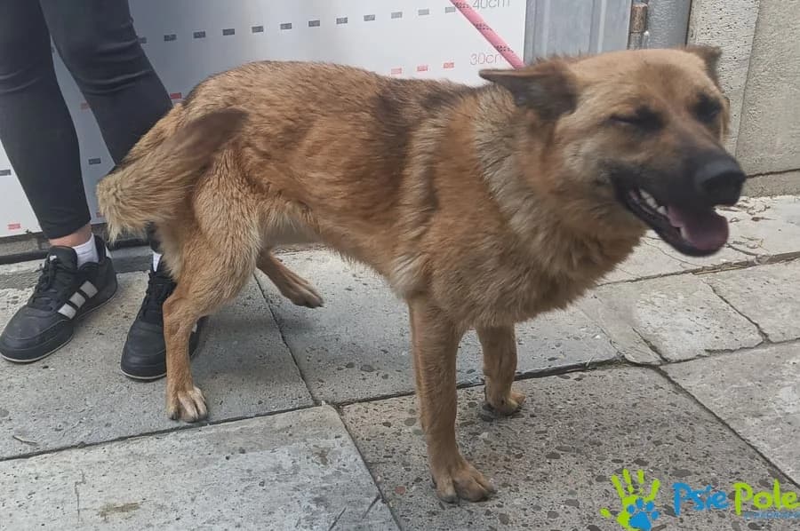 MAKITA, female puppy Mixed Breed for adoption at Schronisko Psie Pole