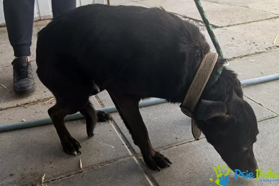 ZMOREK, male senior Mixed Breed for adoption at Schronisko Psie Pole