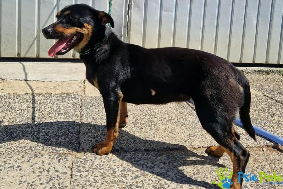 FIKUSIA, female young Mixed Breed for adoption at Schronisko Psie Pole
