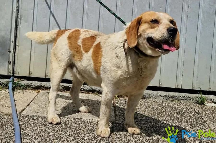 KUMO, male 5yo Mixed Breed for adoption at Schronisko Psie Pole