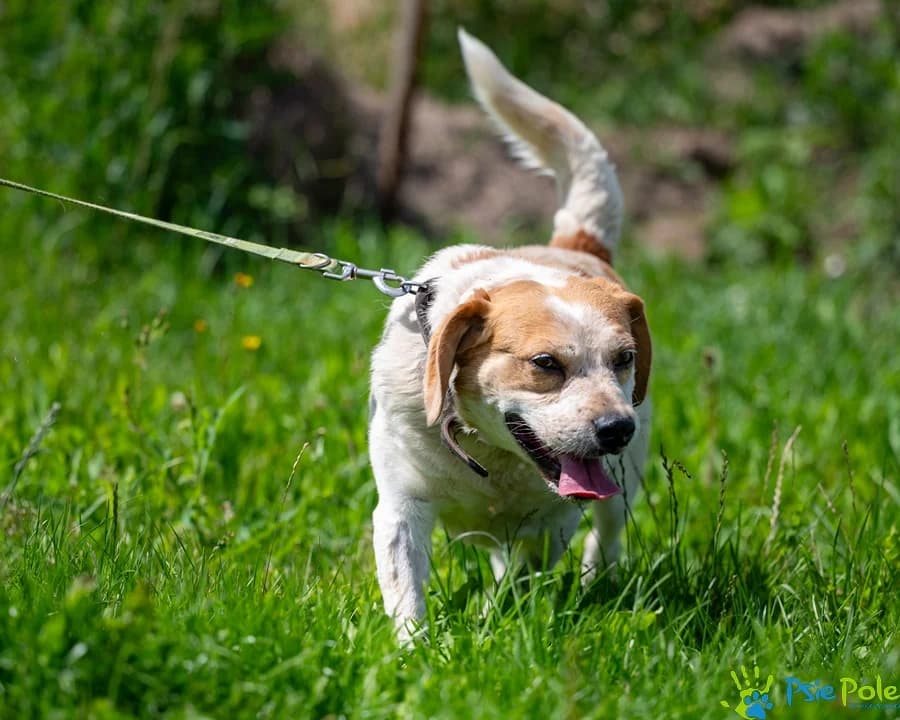 KUMO, male 5yo Mixed Breed for adoption at Schronisko Psie Pole