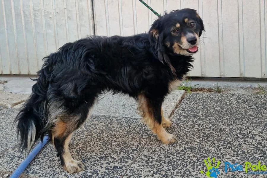 ROGATEK, male young Mixed Breed for adoption at Schronisko Psie Pole
