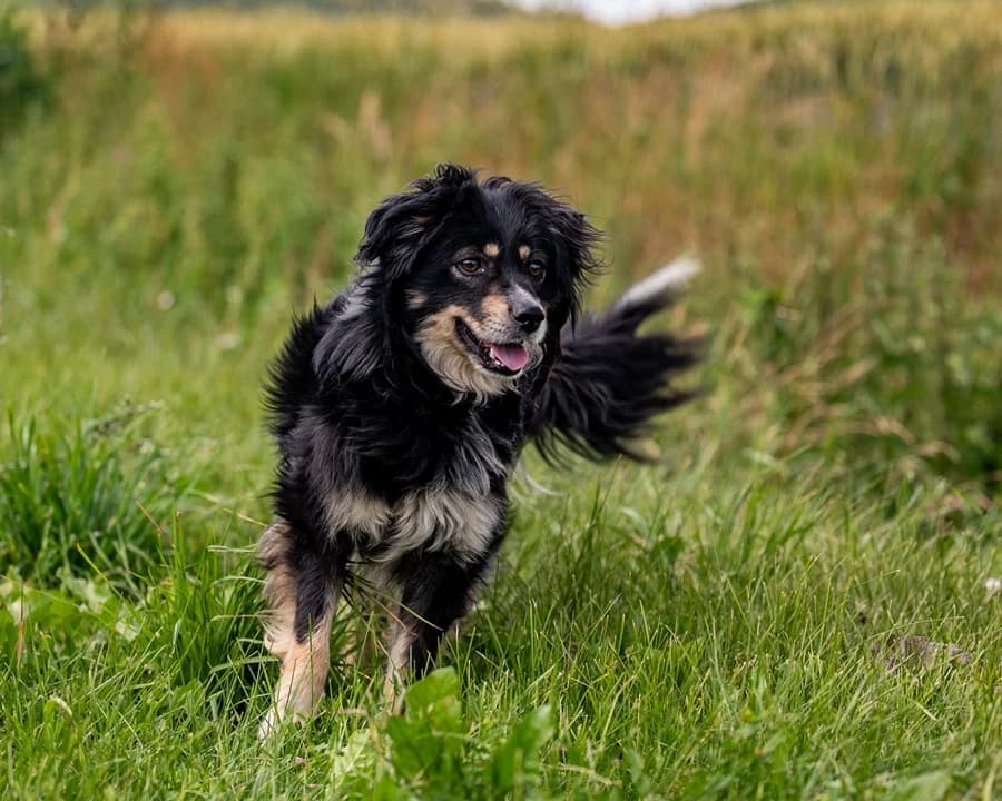 ROGATEK, male young Mixed Breed for adoption at Schronisko Psie Pole