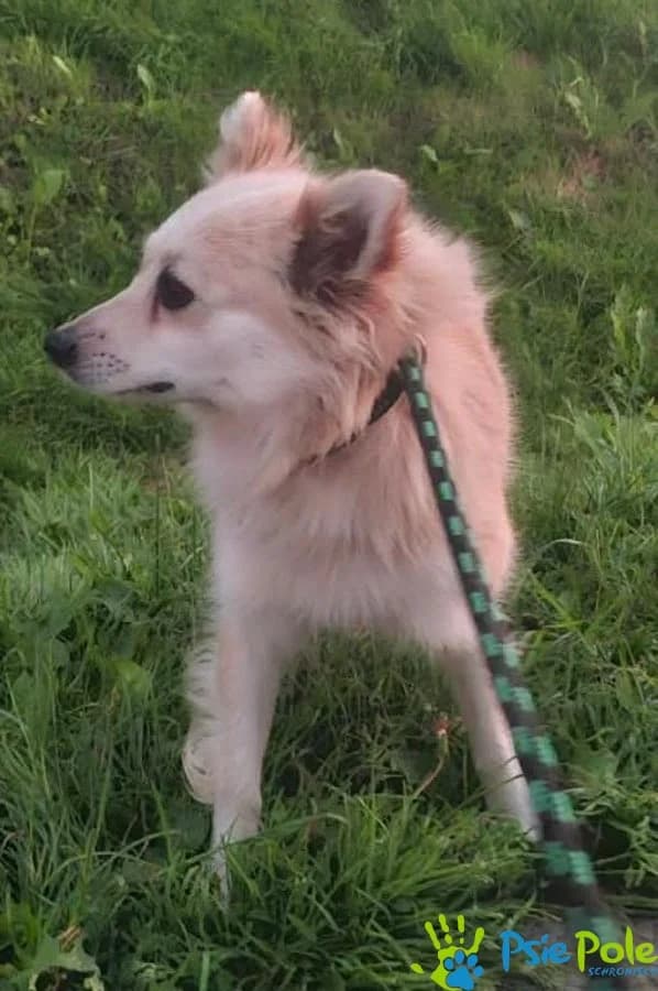 ELSA, female 3yo Mixed Breed for adoption at Schronisko Psie Pole