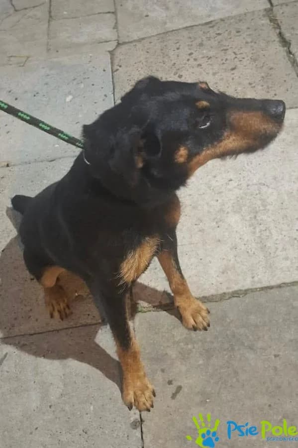 REY, male 7yo Mixed Breed for adoption at Schronisko Psie Pole