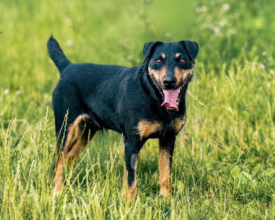 REY, male 7yo Mixed Breed for adoption at Schronisko Psie Pole