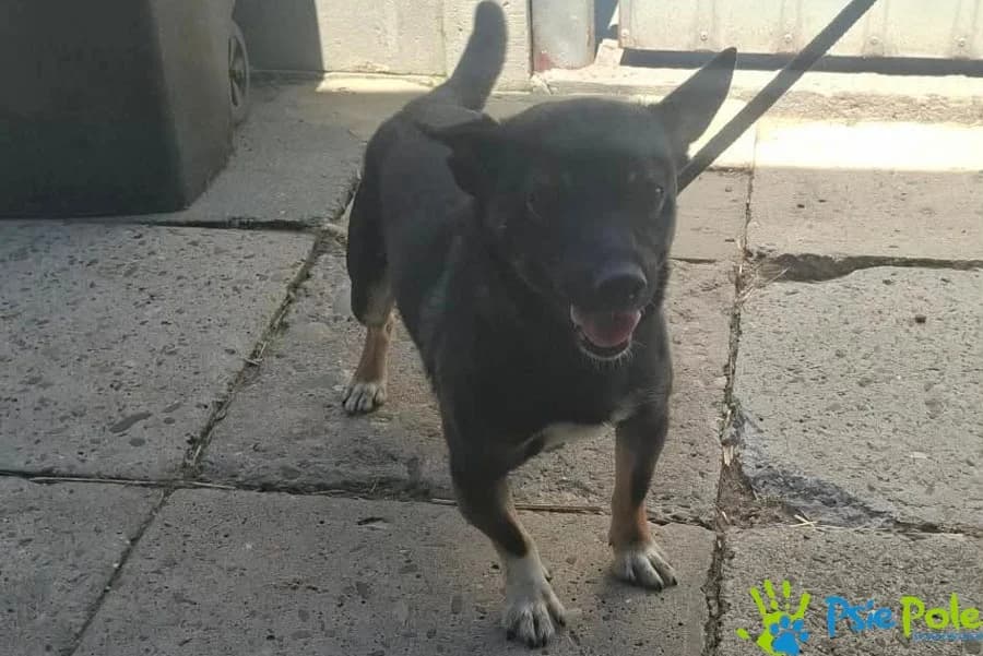 CHOCHLIK, male 4yo Mixed Breed for adoption at Schronisko Psie Pole