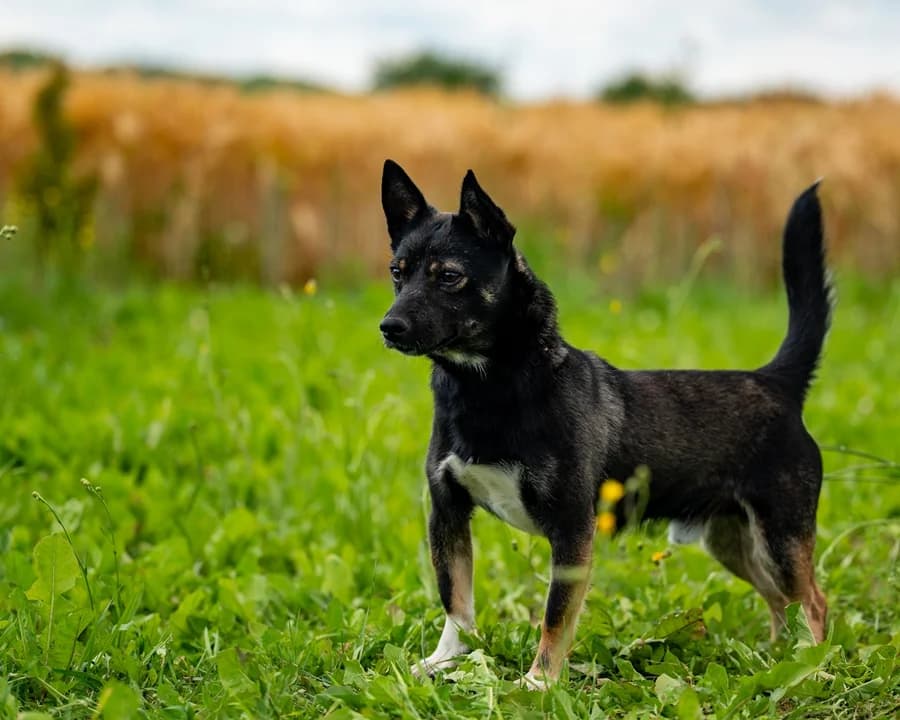 CHOCHLIK, male 4yo Mixed Breed for adoption at Schronisko Psie Pole