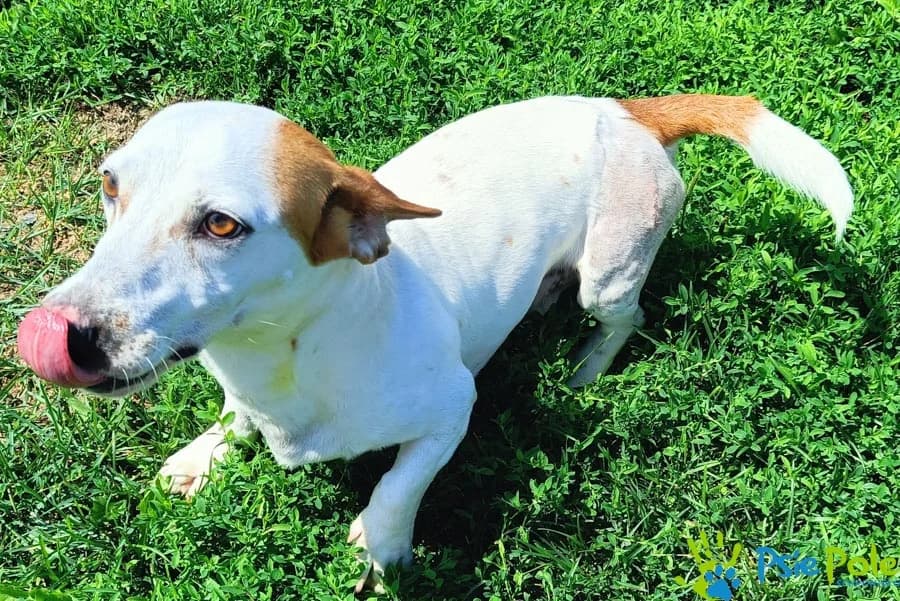 FEMOREK, male puppy Mixed Breed for adoption at Schronisko Psie Pole