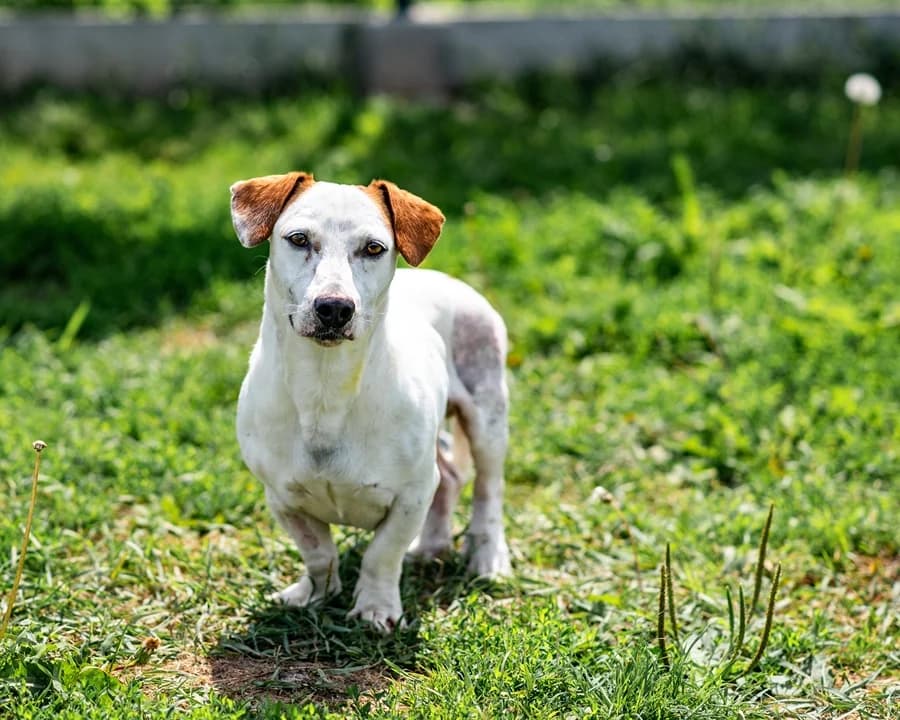 FEMOREK, male puppy Mixed Breed for adoption at Schronisko Psie Pole