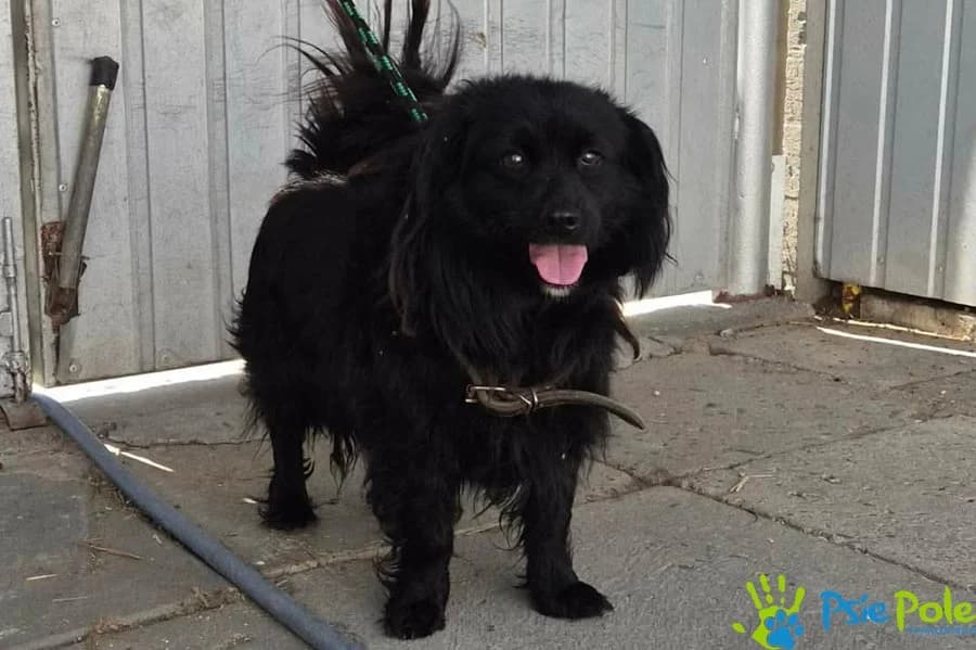 MIGEL, male young Mixed Breed for adoption at Schronisko Psie Pole