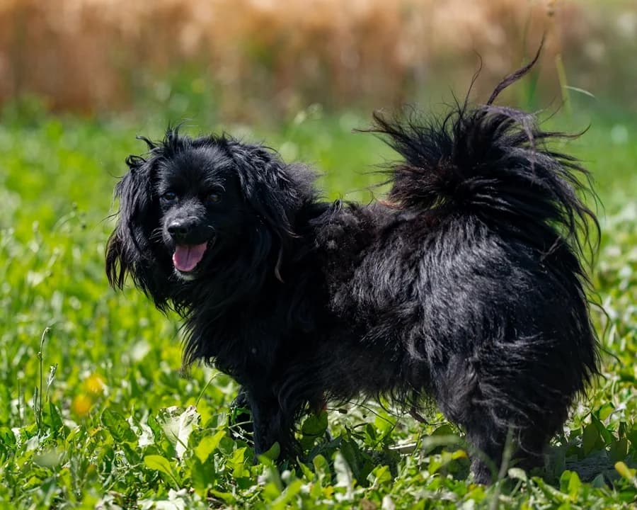 MIGEL, male young Mixed Breed for adoption at Schronisko Psie Pole