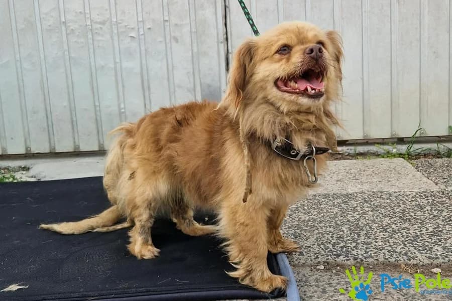 MONSTI, male 6yo Mixed Breed for adoption at Schronisko Psie Pole
