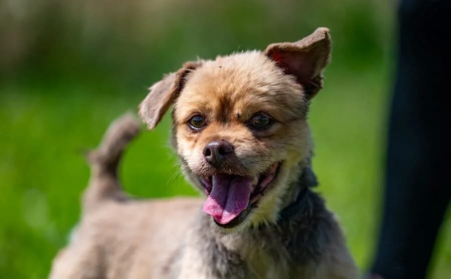 MONSTI, male 6yo Mixed Breed for adoption at Schronisko Psie Pole