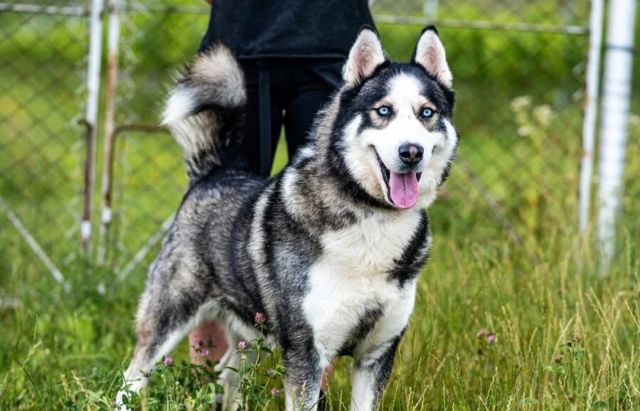LEMO, male senior Mixed Breed for adoption at Schronisko Psie Pole
