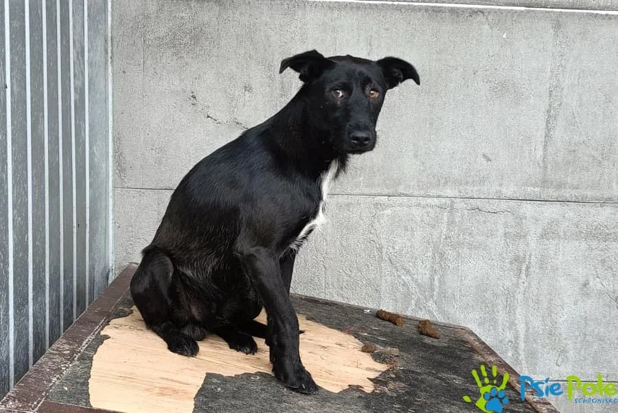 FENOMEN, male young Mixed Breed for adoption at Schronisko Psie Pole