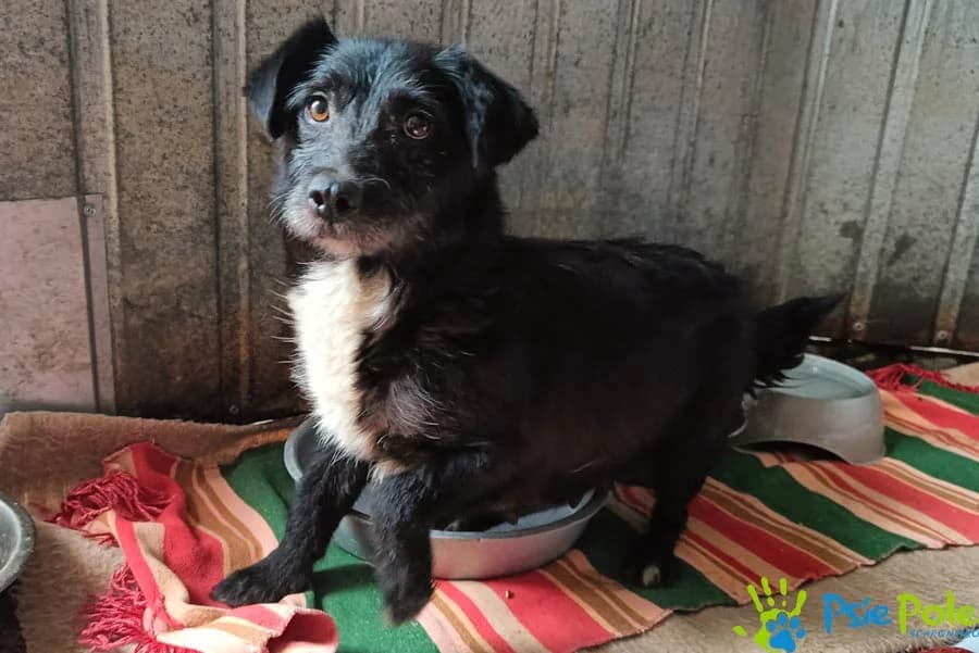 EUFORIA, female 5yo Mixed Breed for adoption at Schronisko Psie Pole
