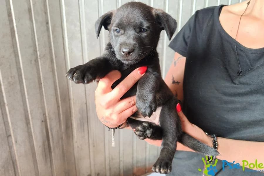 FANTAZJA, puppy Mixed Breed for adoption at Schronisko Psie Pole