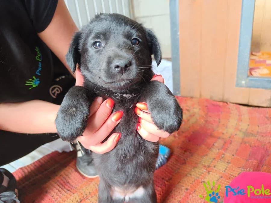 INSPIRACJA, puppy Mixed Breed for adoption at Schronisko Psie Pole