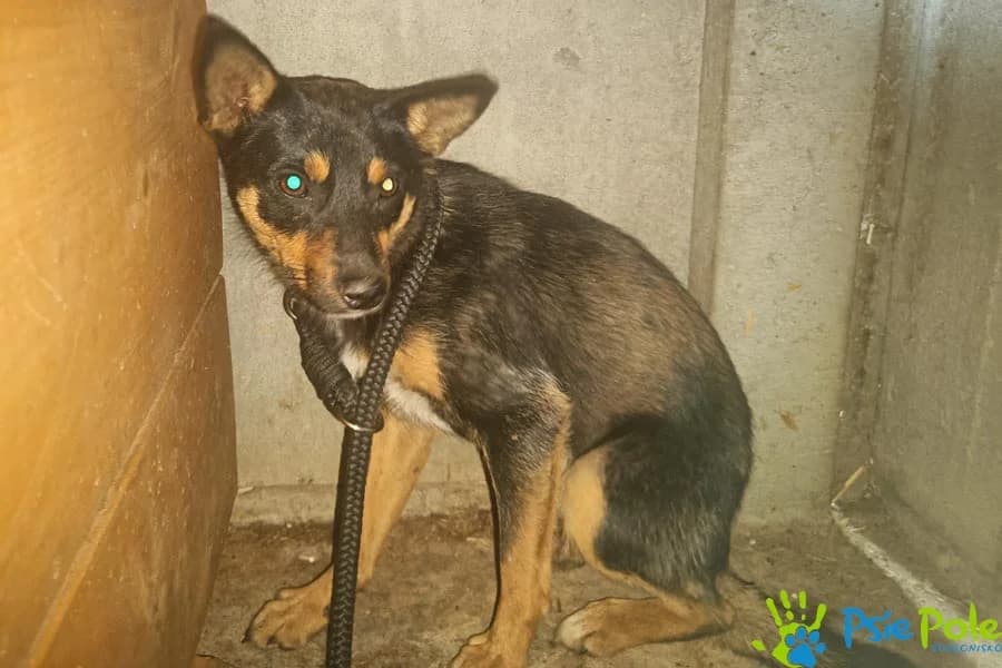 DYGOTKA, female young Mixed Breed for adoption at Schronisko Psie Pole