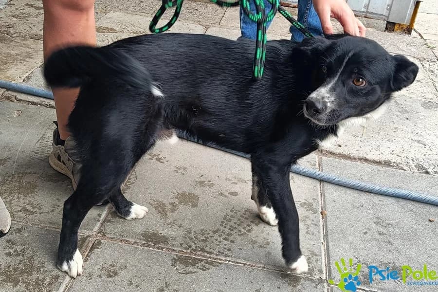 FERGUS, male puppy Mixed Breed for adoption at Schronisko Psie Pole