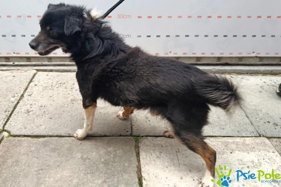 CZARLS, male 7yo Mixed Breed for adoption at Schronisko Psie Pole