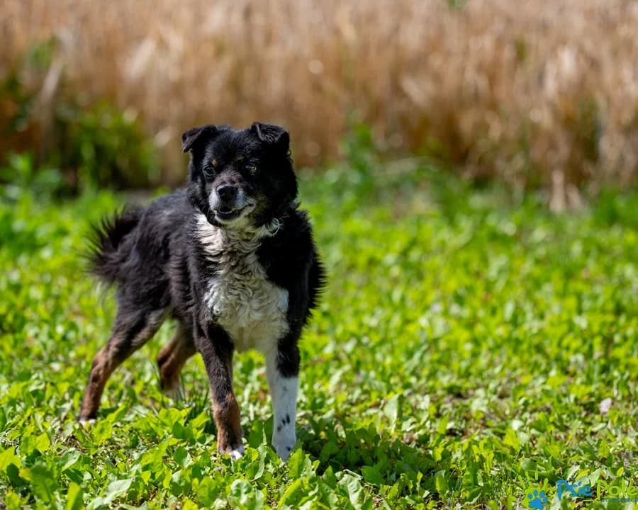 CZARLS, male 7yo Mixed Breed for adoption at Schronisko Psie Pole