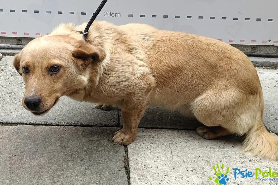 ANTON, male 4yo Mixed Breed for adoption at Schronisko Psie Pole
