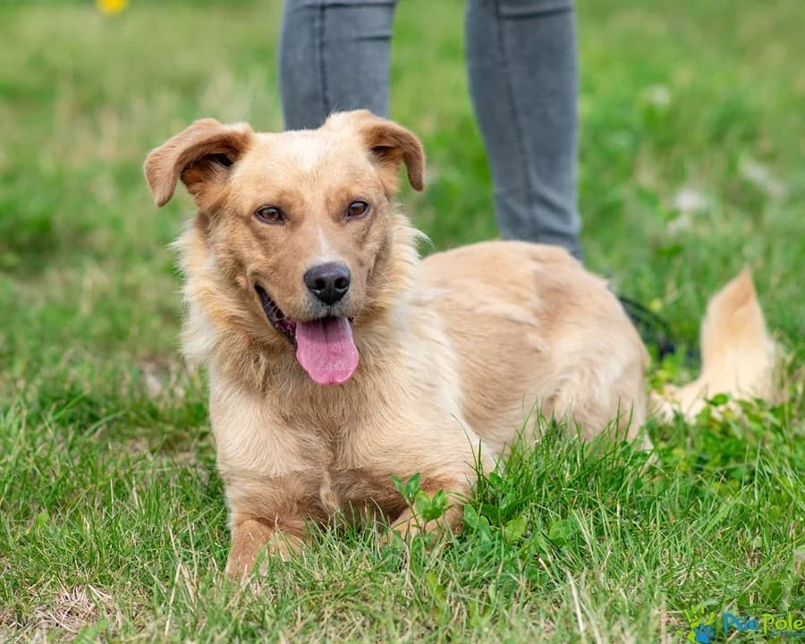 ANTON, male 4yo Mixed Breed for adoption at Schronisko Psie Pole