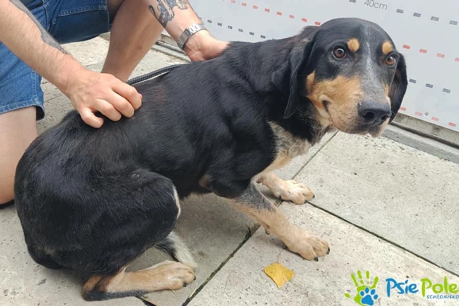 SZAMPAN, male 3yo Mixed Breed for adoption at Schronisko Psie Pole