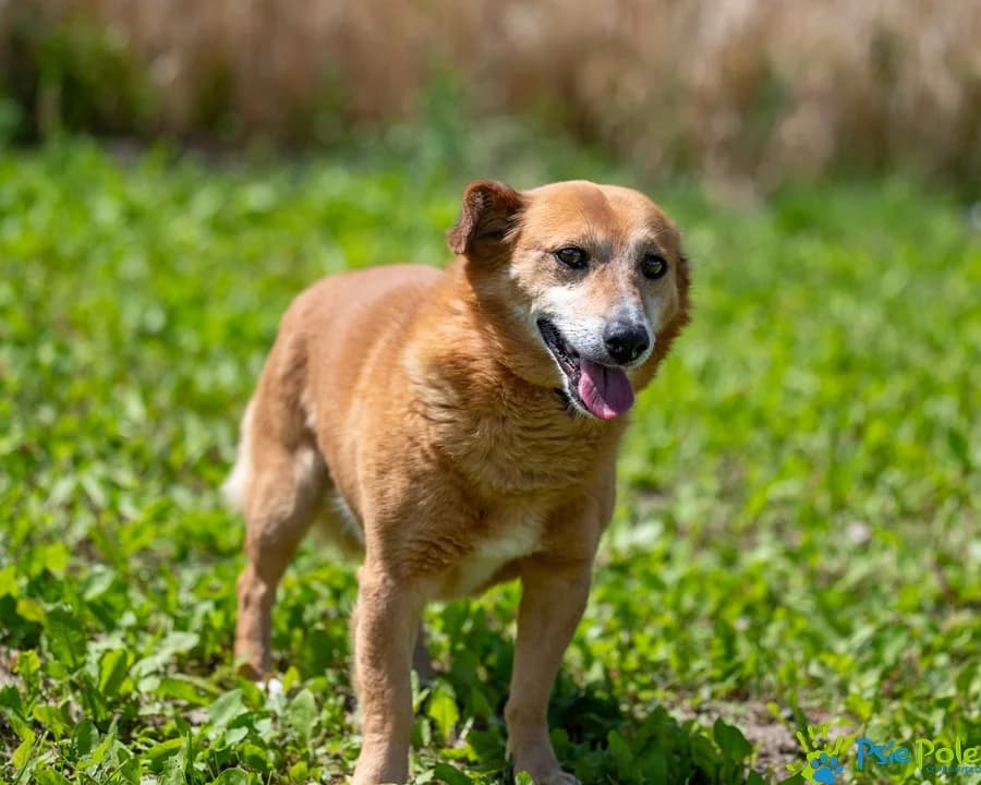 KOJOCIK, male senior Mixed Breed for adoption at Schronisko Psie Pole