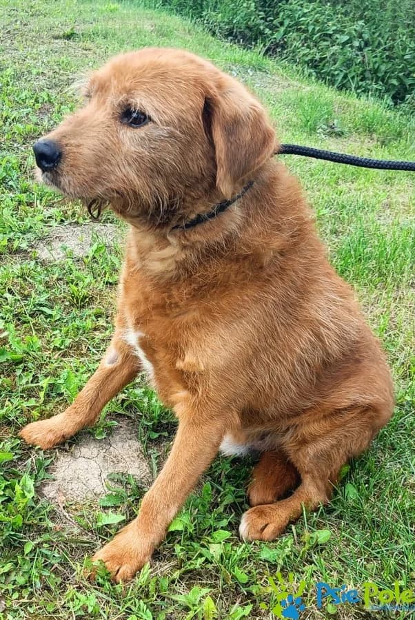DENTI, male senior Mixed Breed for adoption at Schronisko Psie Pole