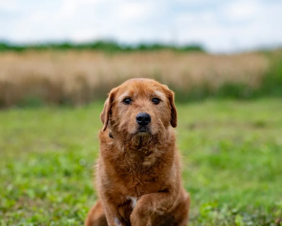 DENTI, male senior Mixed Breed for adoption at Schronisko Psie Pole