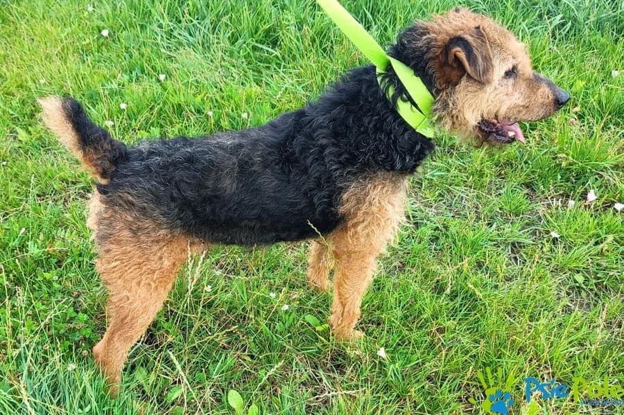 AFERZYSTA, male senior Mixed Breed for adoption at Schronisko Psie Pole