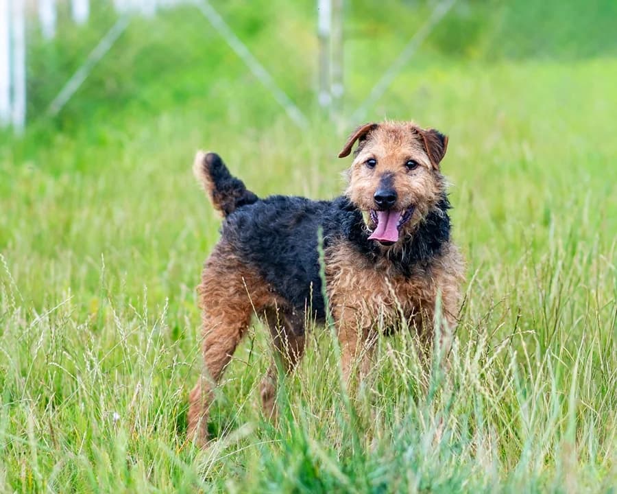 AFERZYSTA, male senior Mixed Breed for adoption at Schronisko Psie Pole