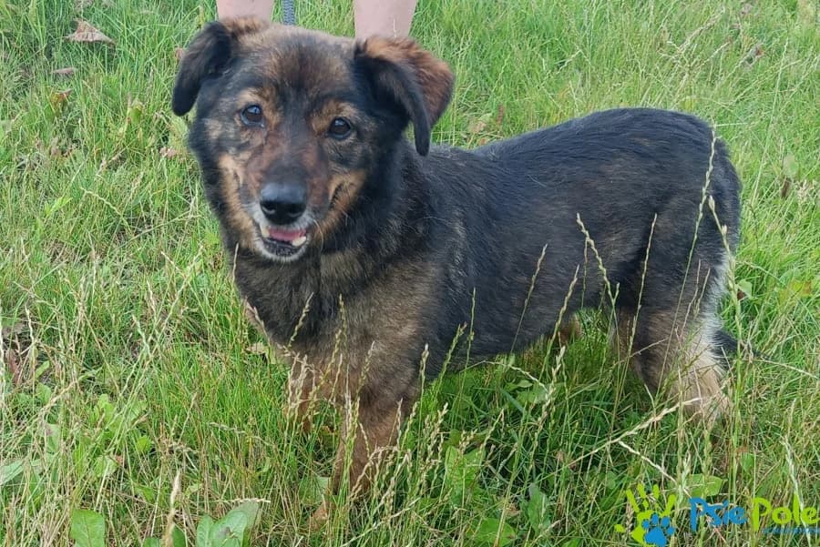 FORTI, male senior Mixed Breed for adoption at Schronisko Psie Pole