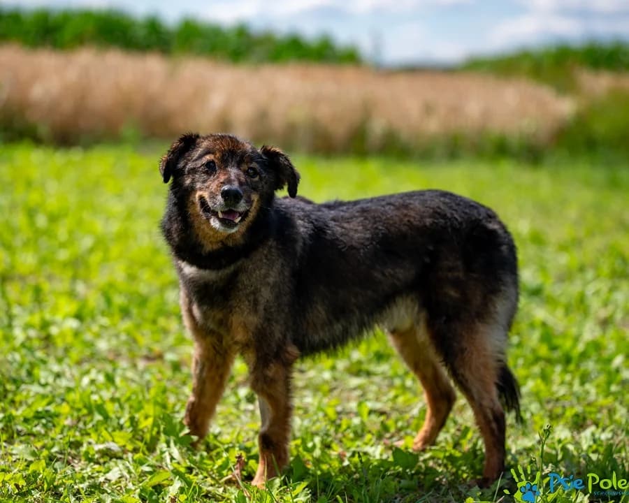 FORTI, male senior Mixed Breed for adoption at Schronisko Psie Pole