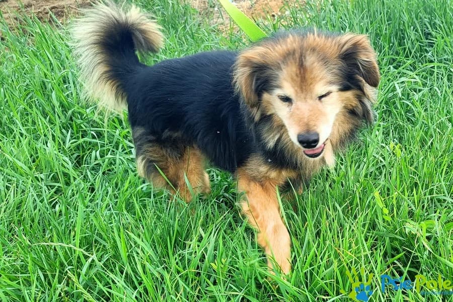 SMYCZEK, male senior Mixed Breed for adoption at Schronisko Psie Pole