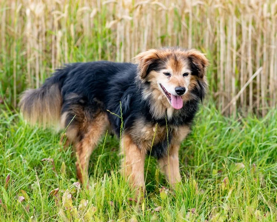 SMYCZEK, male senior Mixed Breed for adoption at Schronisko Psie Pole