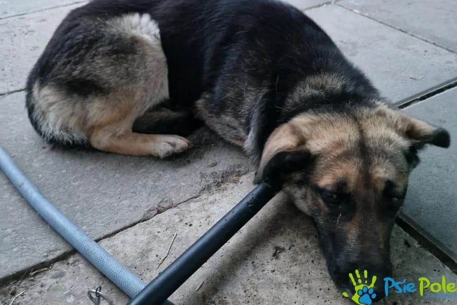SYNTIA, female young Mixed Breed for adoption at Schronisko Psie Pole