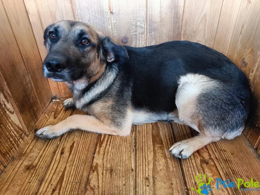 SYNTIA, female young Mixed Breed for adoption at Schronisko Psie Pole