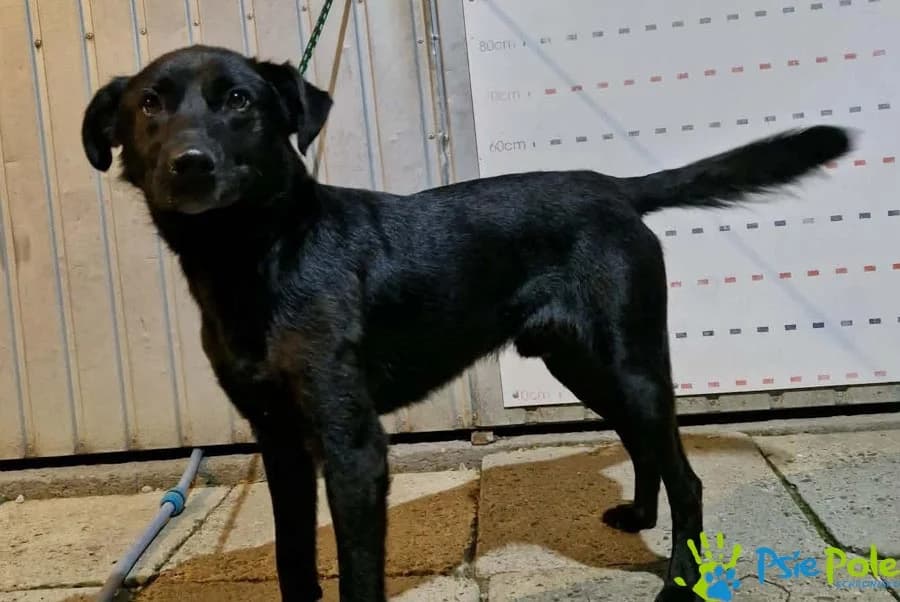 CYKLON, male 3yo Mixed Breed for adoption at Schronisko Psie Pole
