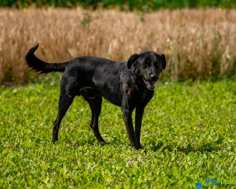 CYKLON, male 3yo Mixed Breed for adoption at Schronisko Psie Pole